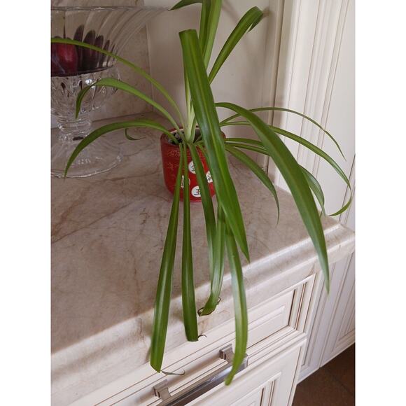 VNT Chinese Republic Ceramic Red Orange GOLD Flower Pot CHINA with SPIDER PLANT! - Picture 11 of 11